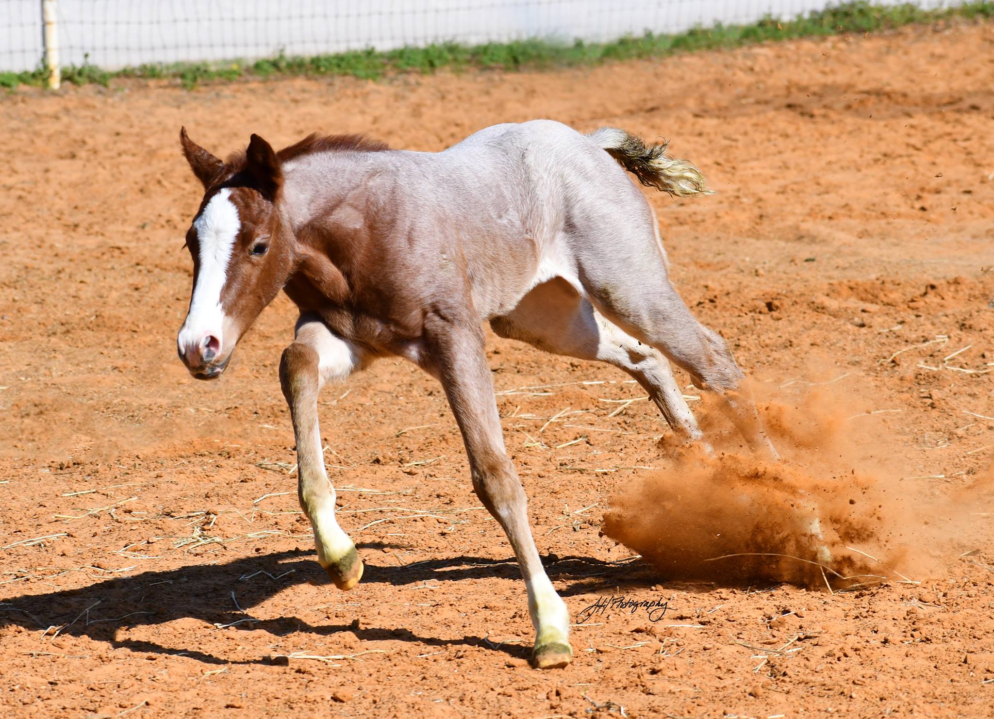 Quarter Horses